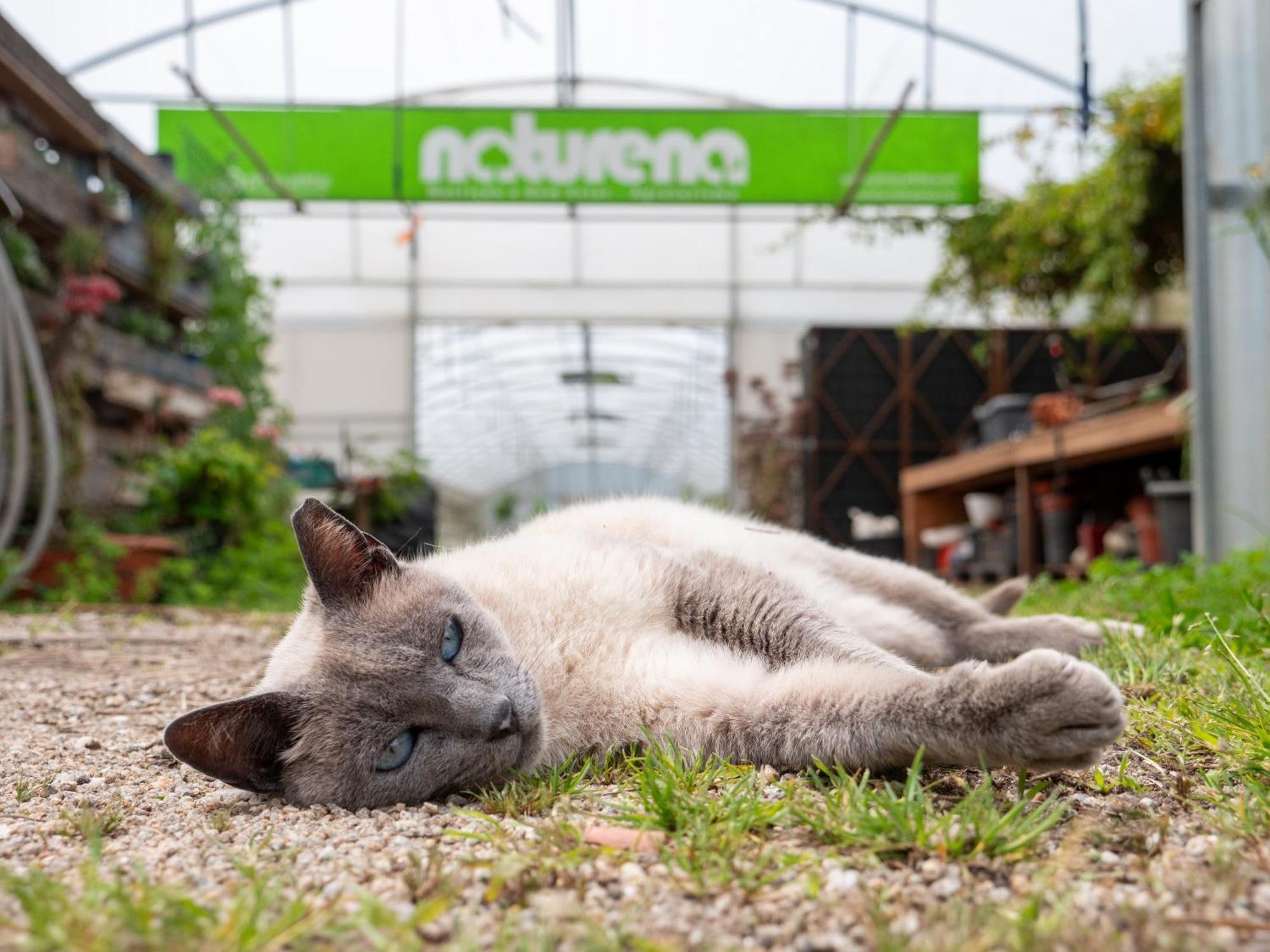 Naturena Agro-Turismo Durrães Eksteriør bilde